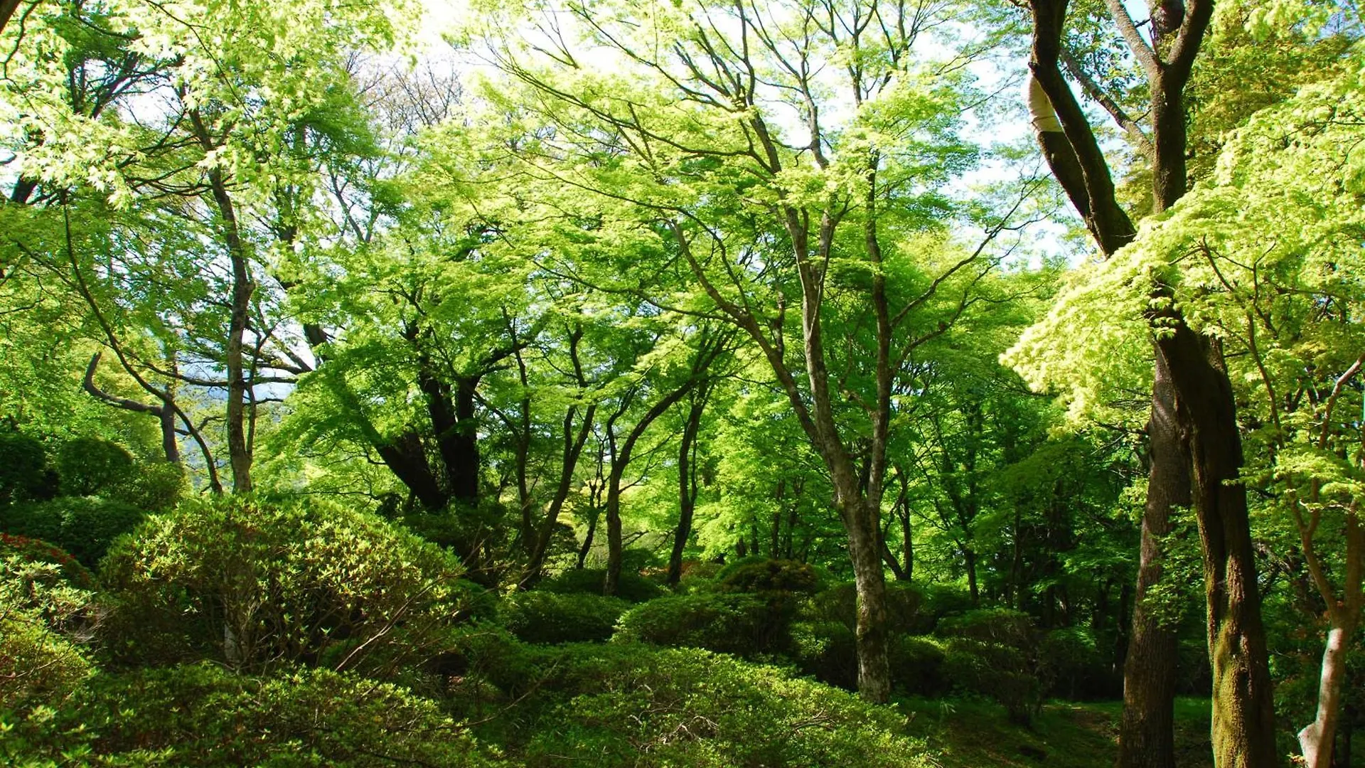 Hakone Kowakien Hotel Ryokan